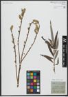 Foto von Salix viminalis L.